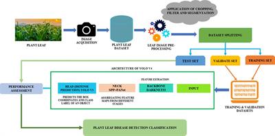 Detection and identification of plant leaf diseases using YOLOv4